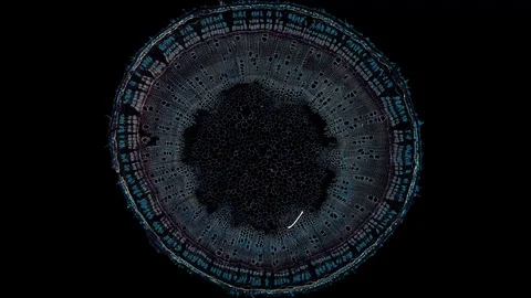 Plant stem - cross section cut microscope – view of cells botanic education Stock Footage 108726910