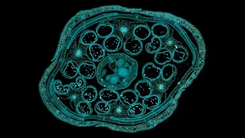 Plant stem - cross section cut microscope – view of cells botanic education Video stock 108727092