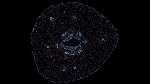 Plant stem - cross section cut microscope – view of cells botanic education Stock Footage 108727208