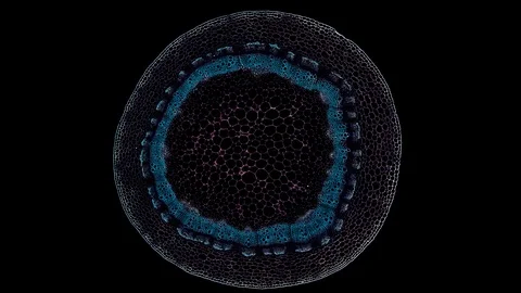 Plant stem - cross section cut microscope – view of cells botanic education Stock Footage 108727554