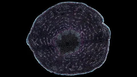 Plant stem - cross section cut microscope – view of cells botanic education Stock Footage 108728117