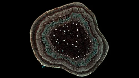 Plant stem - cross section cut microscope – view of cells botanic education Stock Footage 108729250