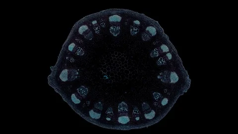 Plant stem - cross section cut microscope – view of cells botanic education Stock Footage 108730362