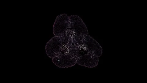 Plant stem - cross section cut microscope – view of cells botanic education Stock Footage 108732315