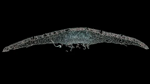 Plant stem - cross section cut microscope – view of cells botanic education Stock Footage 108732869