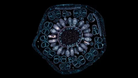 Plant stem - cross section cut microscope – view of cells botanic education Stock Footage 108733318