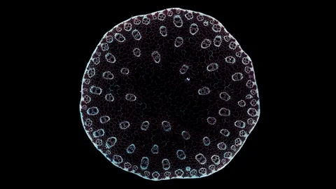 Plant stem - cross section cut microscope – view of cells botanic education Stock Footage 108733607