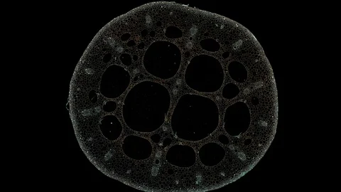 Plant stem - cross section cut microscope – view of cells botanic education Stock Footage 108734188