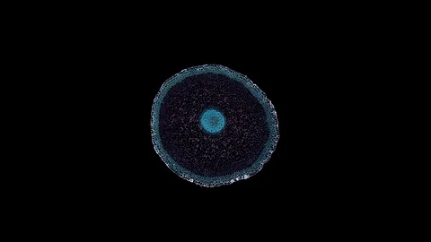 Plant stem - cross section cut microscope – view of cells botanic education Stock Footage 108734594