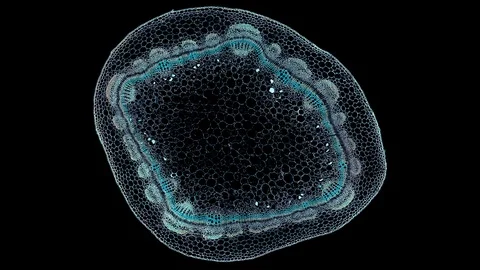 Plant stem - cross section cut microscope – view of cells botanic education Stock Footage 108735410