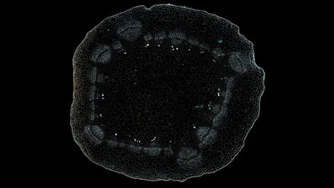Plant stem - cross section cut microscope – view of cells botanic education Stock Footage 108735586