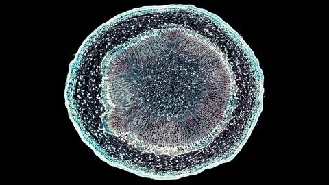 Plant stem - cross section cut microscope – view of cells botanic education Stock Footage 108735971