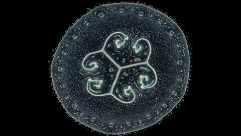 Plant stem - cross section cut microscope – view of cells botanic education Stock Footage 108737819