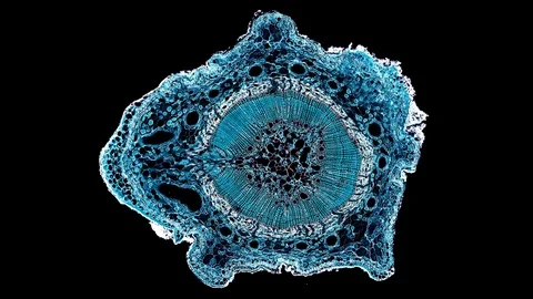 Plant stem - cross section cut microscope – view of cells botanic education Stock Footage 108738469