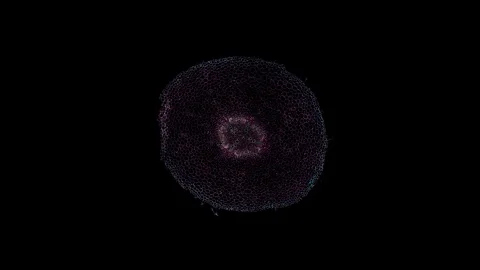 Plant stem - cross section cut microscope – view of cells botanic education Stock Footage 108738989