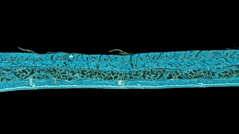 Plant stem - cross section cut microscope – view of cells botanic education Stock Footage 108739969