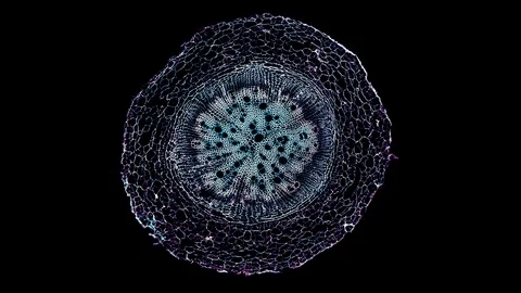 Plant stem - cross section cut microscope – view of cells botanic education Stock Footage 108740133