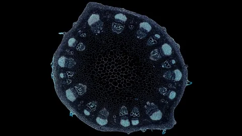 Plant stem - cross section cut microscope – view of cells botanic education Stock Footage 108740328