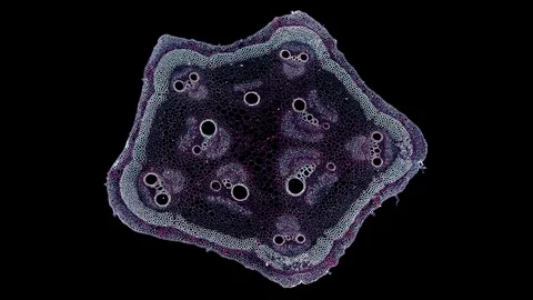 Plant stem - cross section cut microscope – view of cells botanic education Stock Footage 108740953