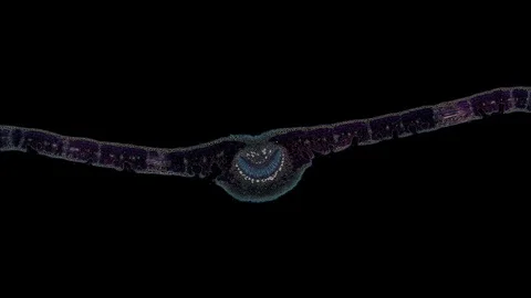 Plant stem - cross section cut microscope – view of cells botanic education Stock Footage 108741144