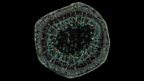 Plant stem - cross section cut microscope – view of cells botanic education Stock Footage 108741653