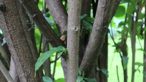 Plant stem cut. Tree branch cutting. 스톡 동영상 137659179