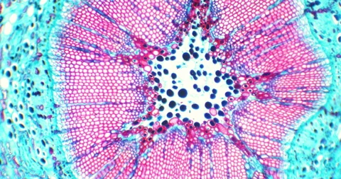 Plant stem with floating microorganisms and bacteria under a microscope Stock Footage 199028914