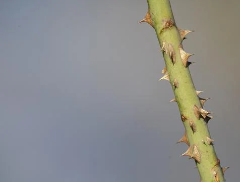 Plant stem with sharp thorns and blurred background Stock Photos