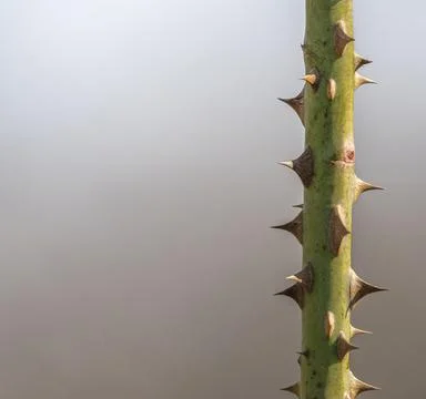 Plant stem with sharp thorns and blurred background Stock Photos
