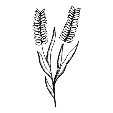 Plant on the stem of the spikelets isolated 스톡 일러스트