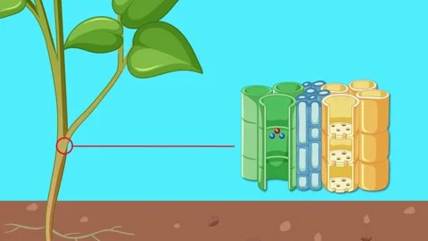 Plant Stem Structure and Function Stock Footage 303792666