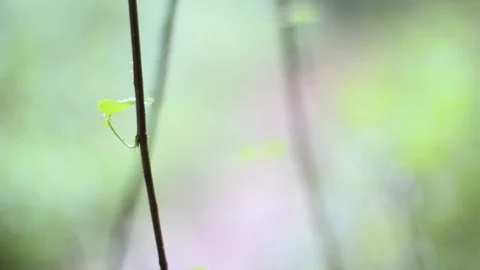 Plant Stem Swaying In Wind Video stock 125702681