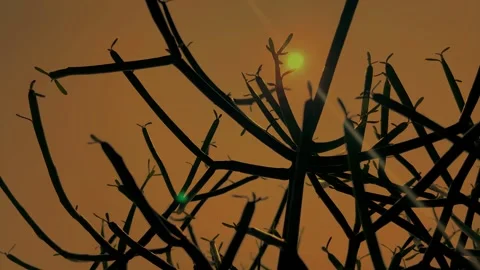 Plant Stems Silhouette in Warm Sunset Light Stockbeeldmateriaal 343246485