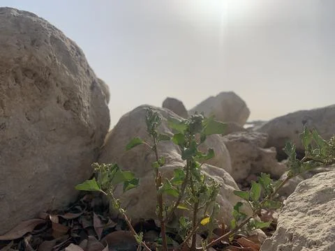 Plant with stone background Foto stock
