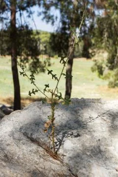 Plant on stone Stock Photos