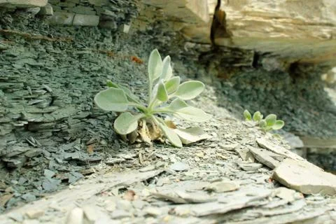 The plant on the stone Foto stock