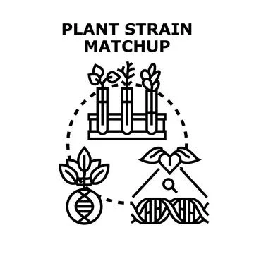 Plant strain matchup developing new agricultural genetics Stock Illustration