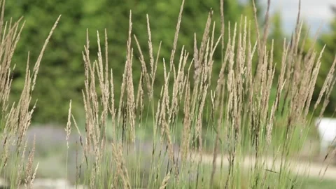 Plant in the Summer Video stock 170634055