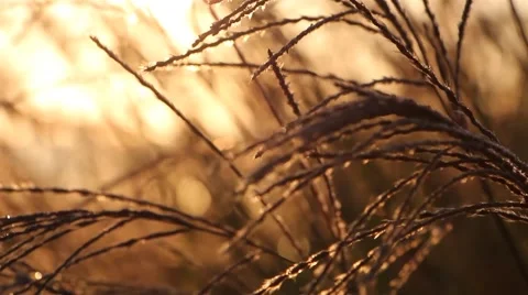 Plant in summer light 動画素材 47505050