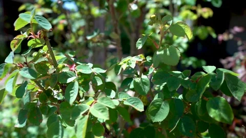 Plant in the Summertime Stock Footage 196983631