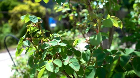 Plant in the Summertime Stock Footage 196983634