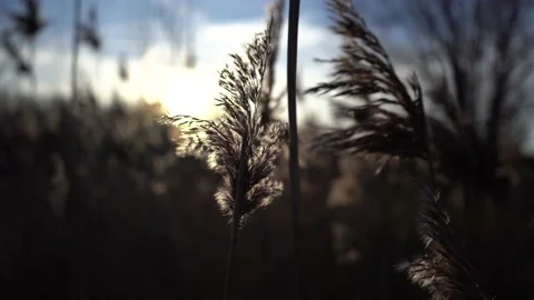 Plant in the sun Video stock 198036529