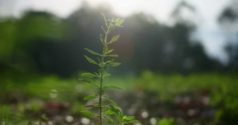 Plant in the sun Stock Footage 246766213