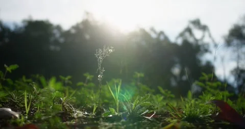 Plant in the sun Stock Footage 246766214