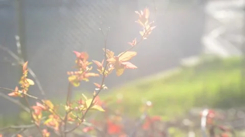 Plant in Sunlight Vídeos de archivo 66312658