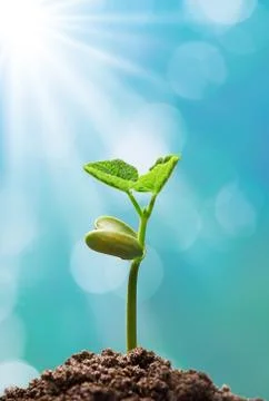 Plant with sunlight Stock Photos