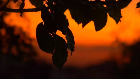 Plant at sunset 4K Stock Footage 279658769