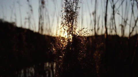Plant at sunset Stock Footage
