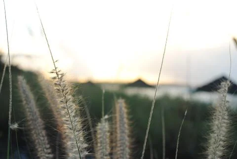 Plant at Sunset Stock Photos
