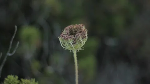 Plant Swaying in Wind Stock Footage 40016893